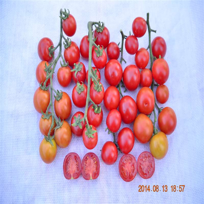 粉樱桃
