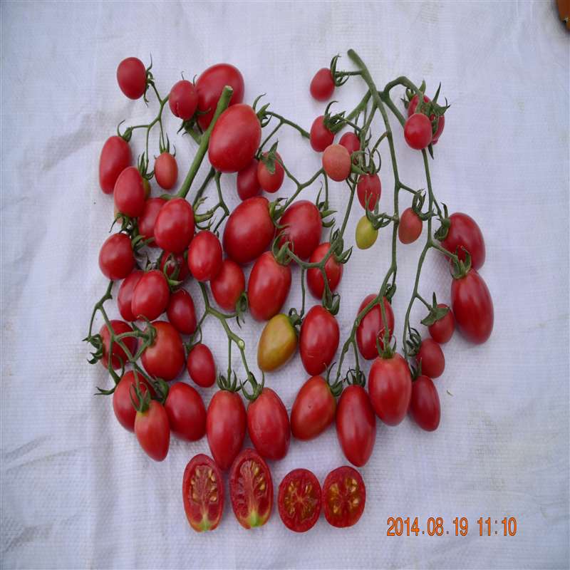 QTM 7198
