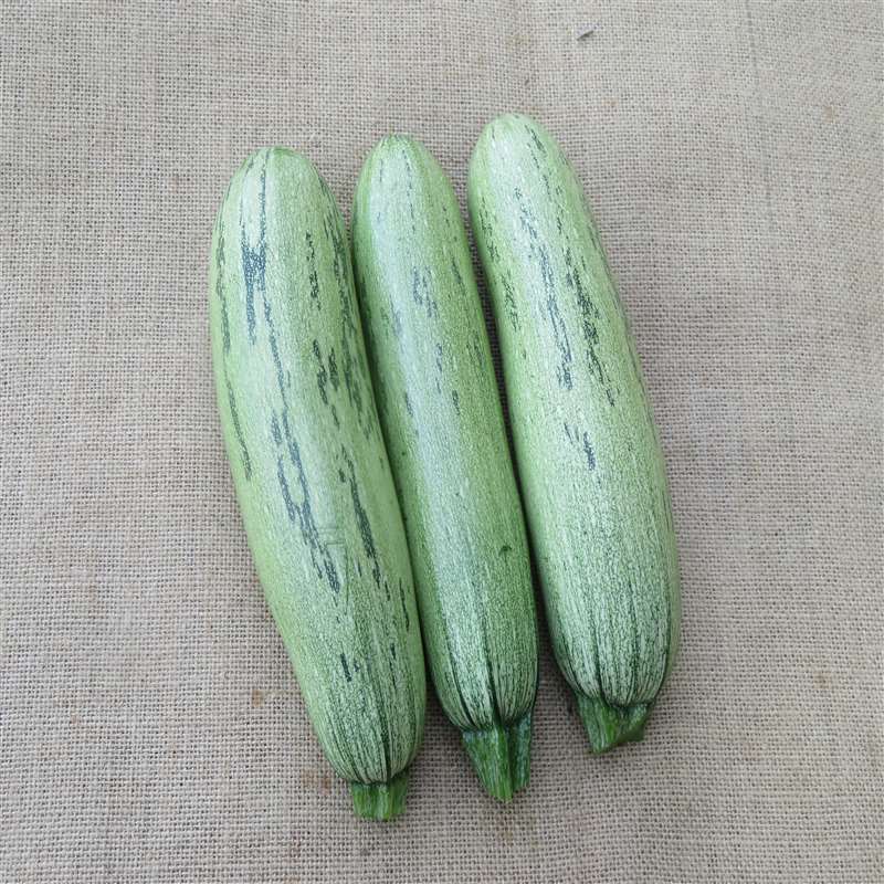 ZSQ 222
