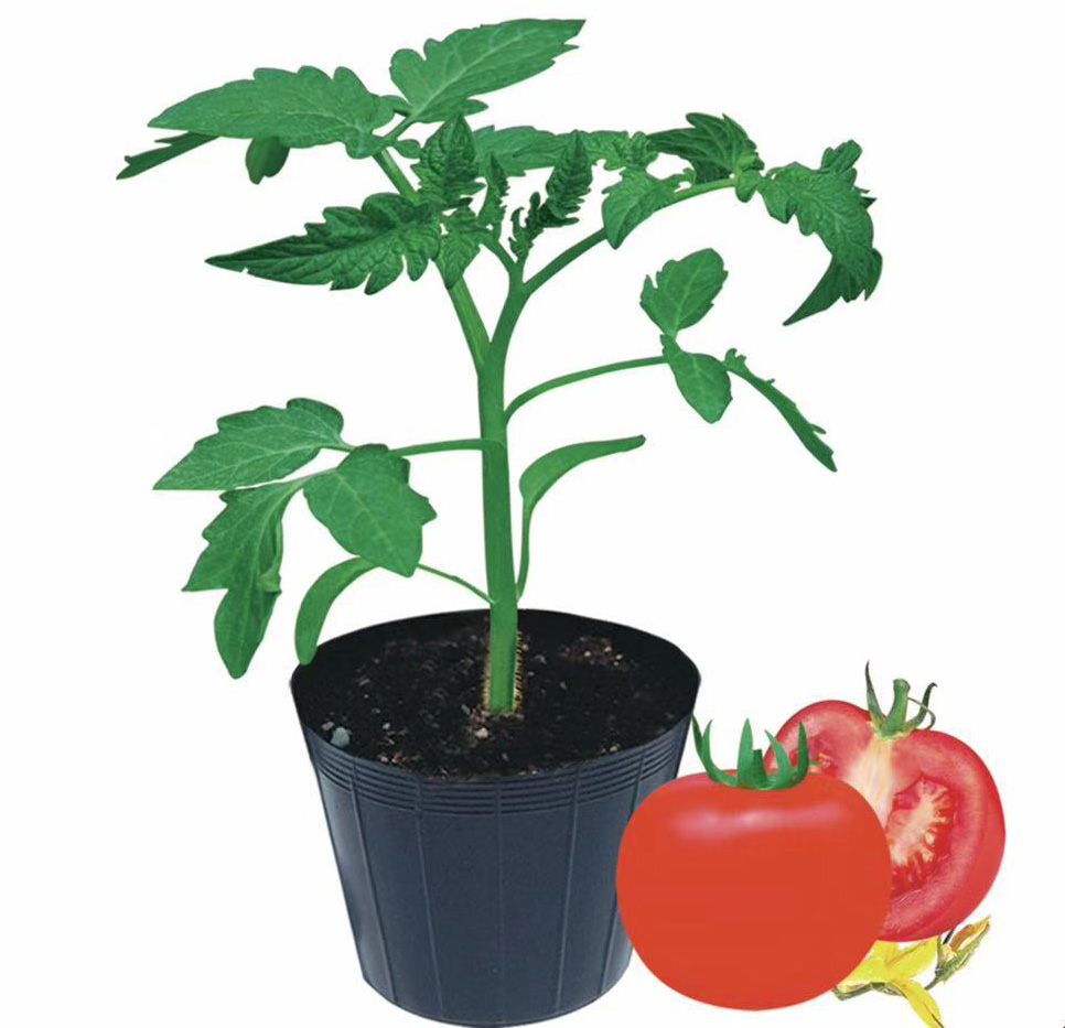 Tomato Rootstock