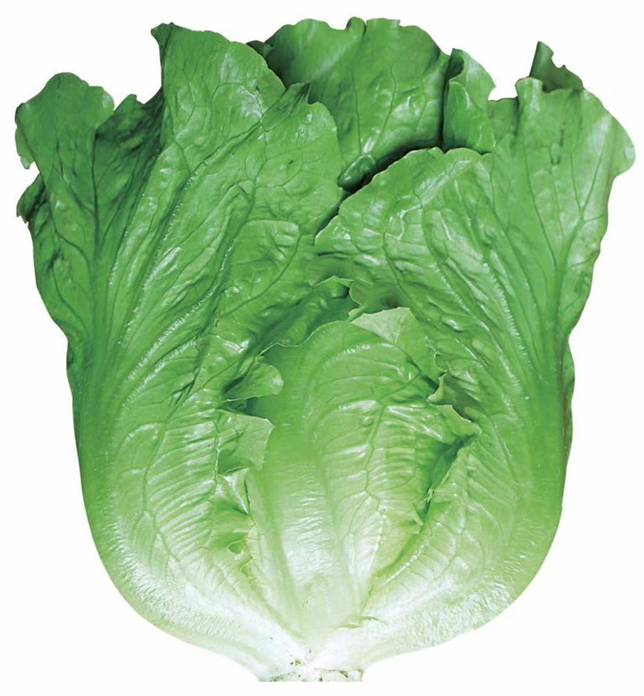 半结球生菜
