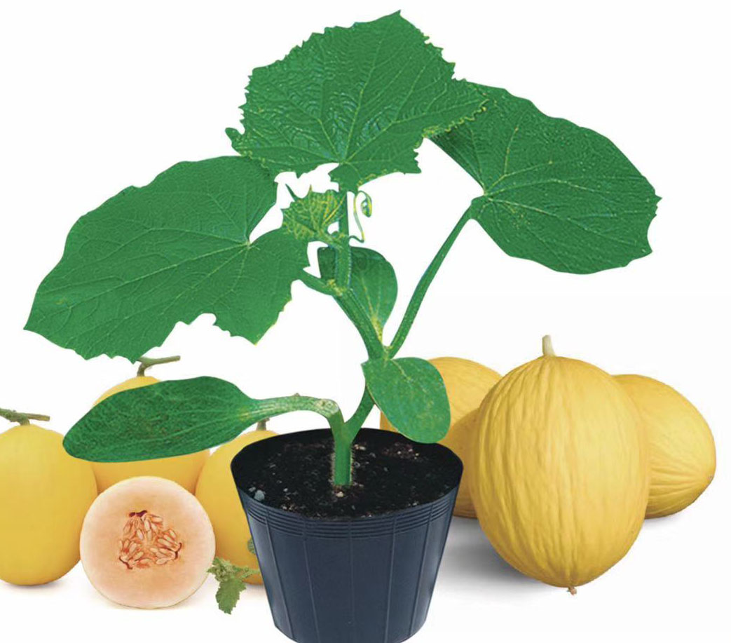 Melon Rootstock