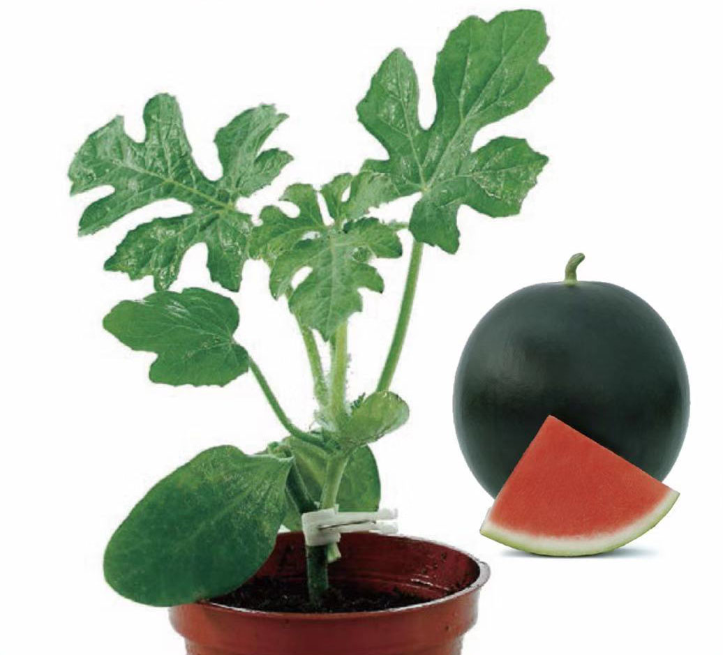 Watermelon Rootstock