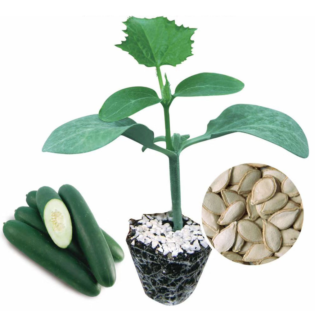 Cucumber Rootstock